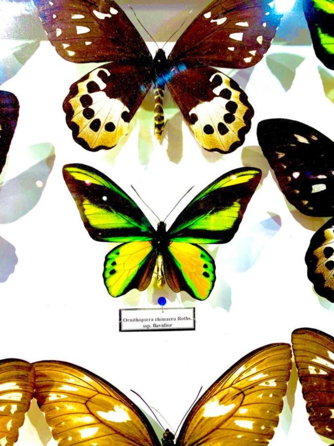 Villa Butterfly ブダペスト エクステリア 写真