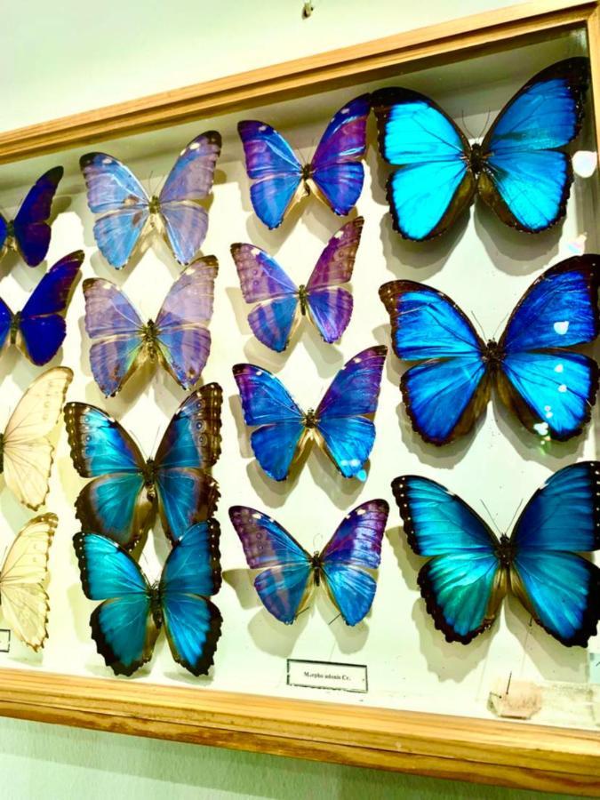 Villa Butterfly ブダペスト エクステリア 写真