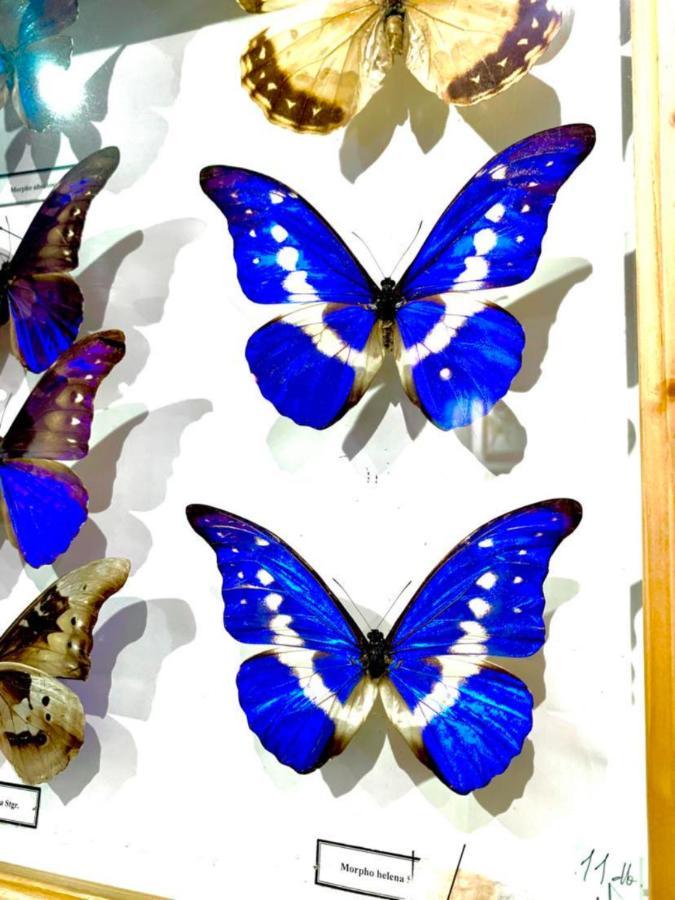 Villa Butterfly ブダペスト エクステリア 写真